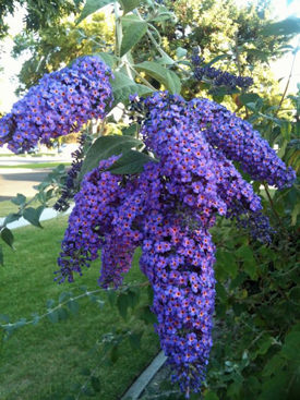 butterfly bush 